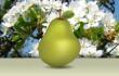 Create a realistic delicious pear - Illustrator tutorial