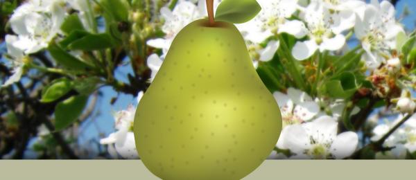 Create a realistic delicious pear - Illustrator tutorial