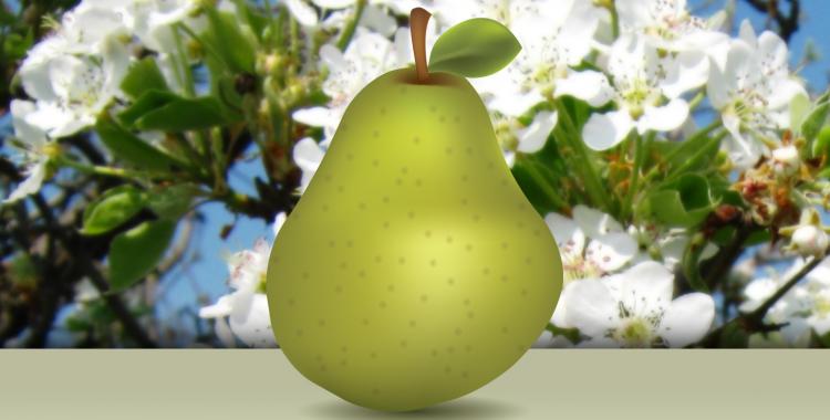 Create a realistic delicious pear - Illustrator tutorial