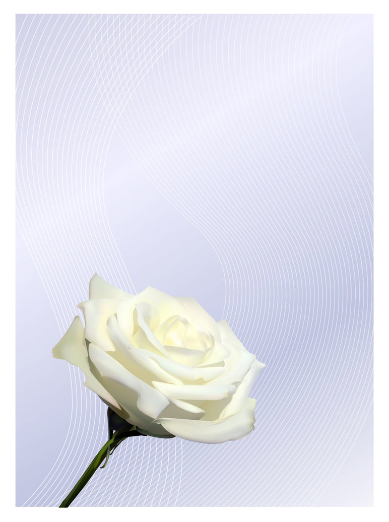 White_Rose___Vector_by_Silver911