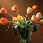 tulip-realistic-vector-art