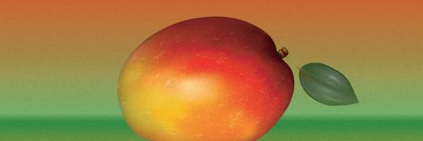 How to create a Realistic Mango in Adobe Illustrator?