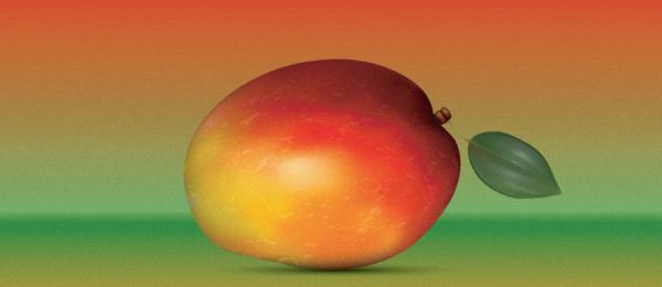 How to create a Realistic Mango in Adobe Illustrator?