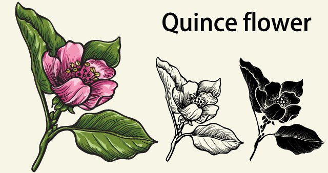 quince-vector-flower-illustrator-tutorial